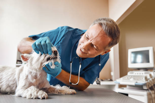 Best Emergency Dental Care for Broken or Chipped Teeth in Bells, TX
